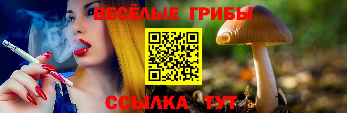Галлюциногенные грибы Psilocybe Канаш